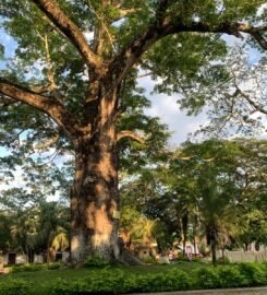 Parque Principal de Purificación – Plaza de la Candelaria